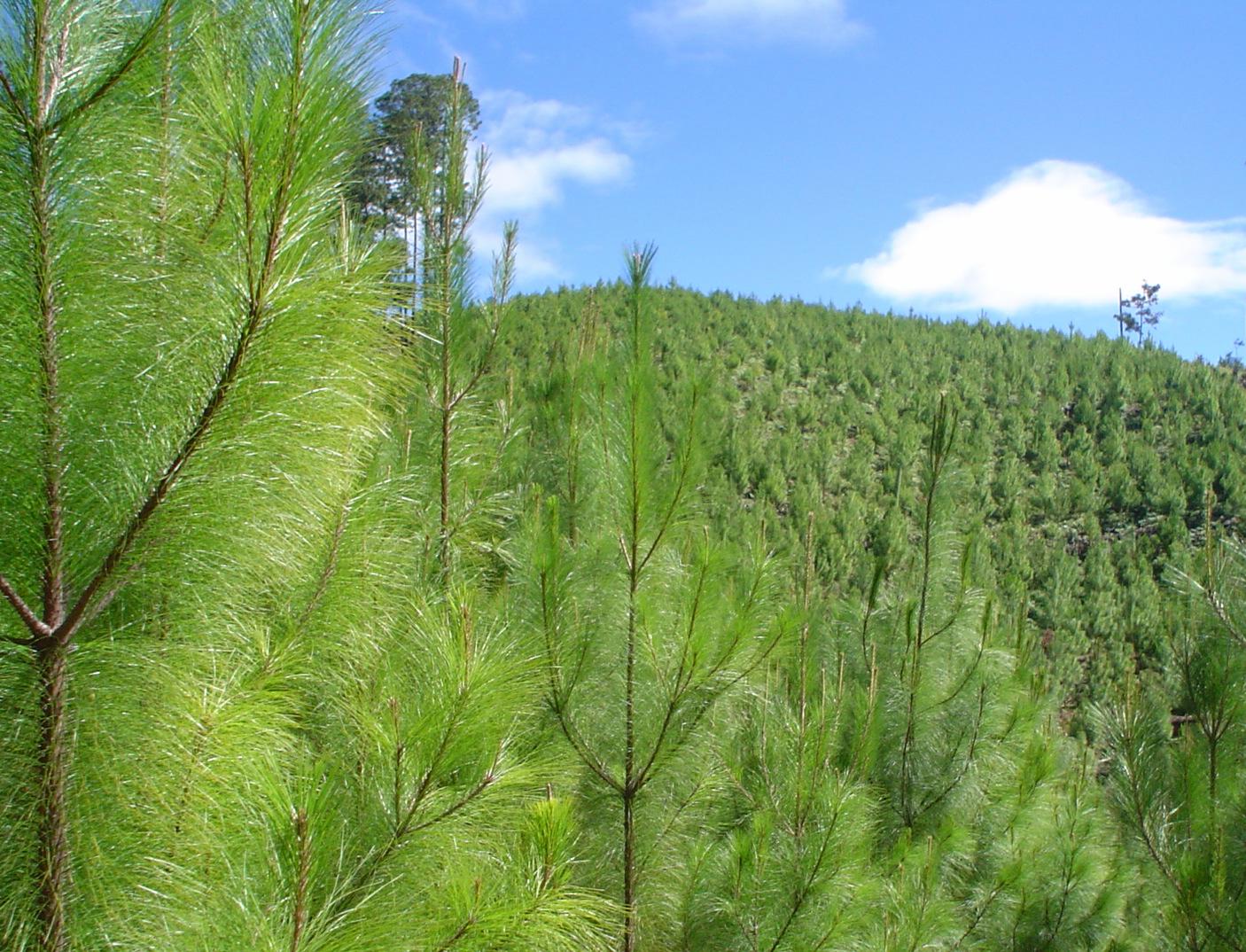 Lineamientos de Manejo Forestal