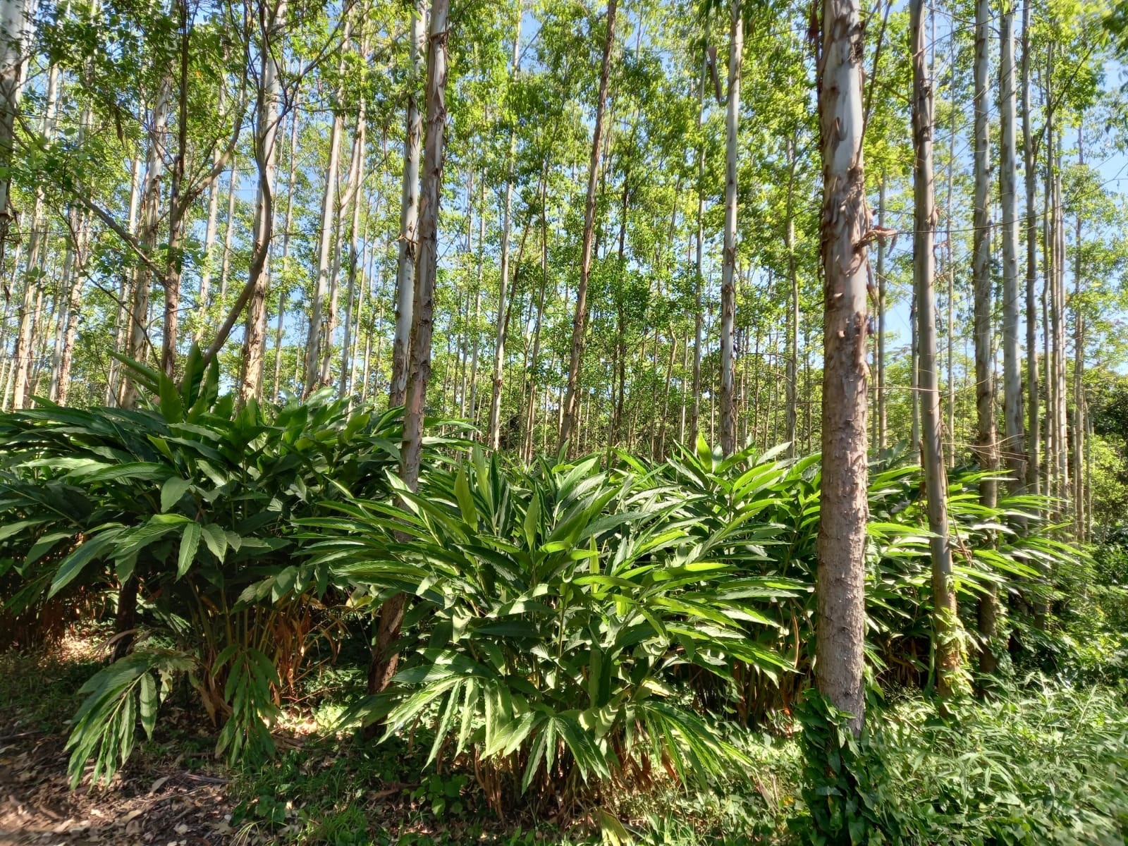 CRITERIOS Y PARÁMETROS PROBOSQUE MODALIDAD: SISTEMAS AGROFORESTALES 
