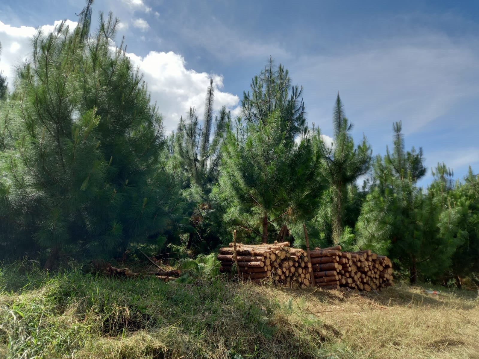 CRITERIOS Y PARÁMETROS PROBOSQUE MODALIDAD: PLANTACIONES FORESTALES
