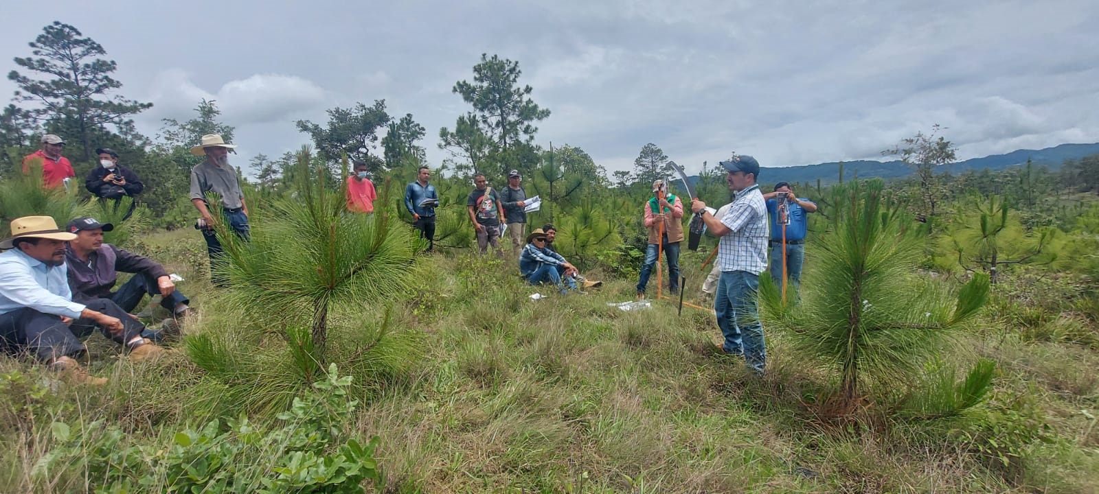 SILVICULTURA DE PLANTACIONES FORESTALES