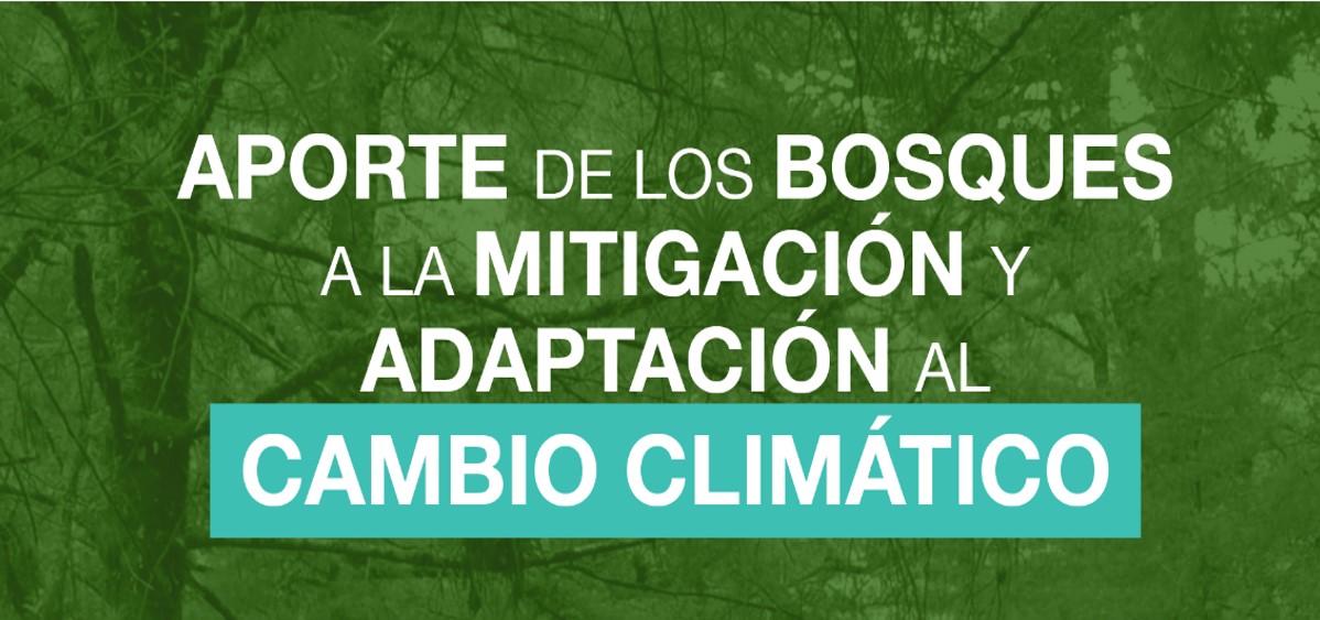 BOSQUES Y CAMBIO CLIMÁTICO 