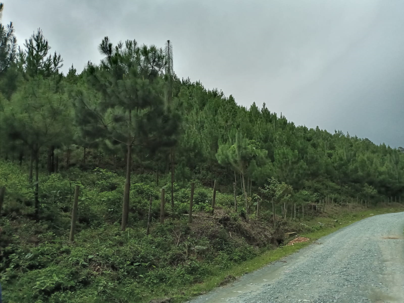 Monitoreo y Obligaciones de Repoblación Forestal Año 2023