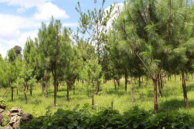 Formador de Formadores en Silvicultura de plantaciones