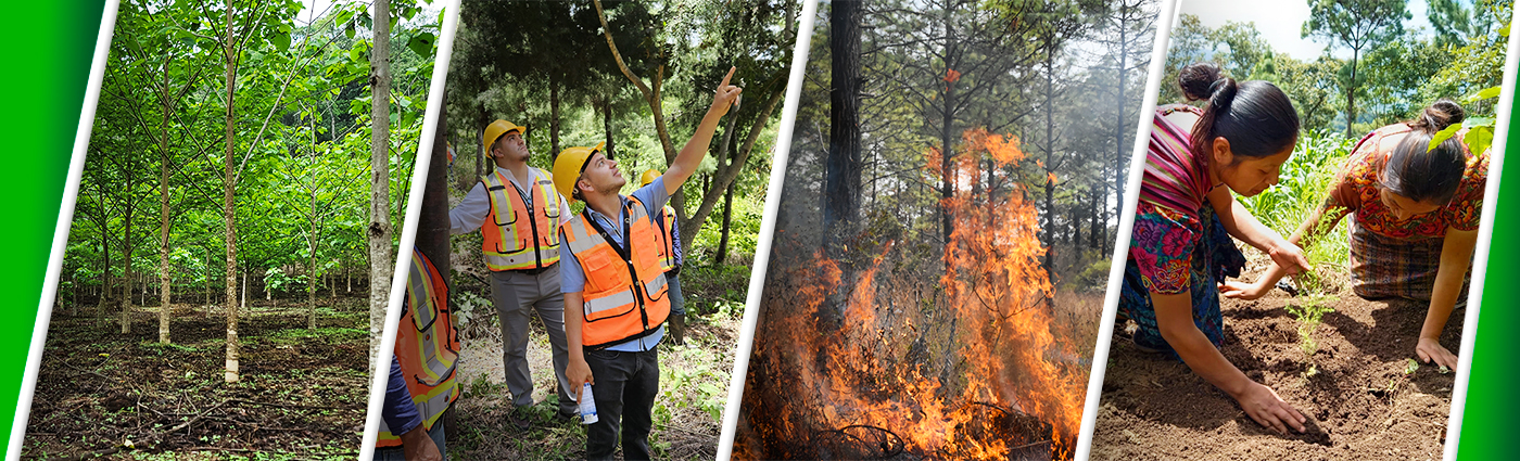 Cambio Climático y Gestión Forestal Sostenible